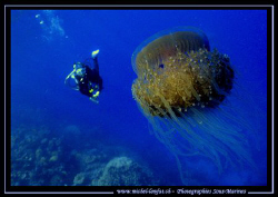 Jelly Fish - and in the back-ground, my wife.... Like we ... by Michel Lonfat 